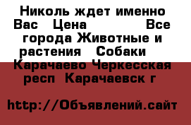 Николь ждет именно Вас › Цена ­ 25 000 - Все города Животные и растения » Собаки   . Карачаево-Черкесская респ.,Карачаевск г.